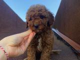 Ev Doğumlu Poodle Bebekler