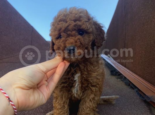 Ev Doğumlu Poodle Bebekler görsel
