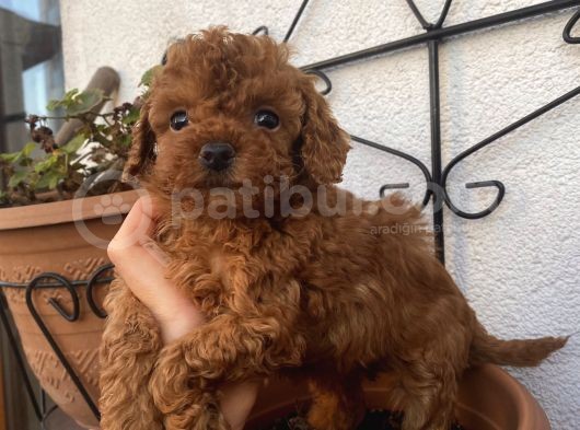 Aşılı Pasaportlu Poodle Bebeklerimiz görsel