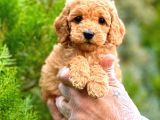 TOY POODLE DİŞİ
