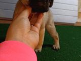 Sevi̇mli̇ Pug Yavrular
