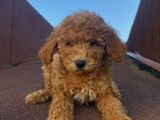 Ev Doğumlu Poodle Bebekler