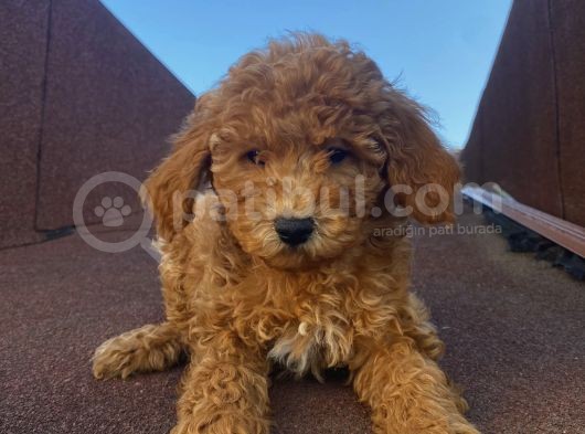 Ev Doğumlu Poodle Bebekler görsel