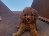 Ev Doğumlu Poodle Bebekler