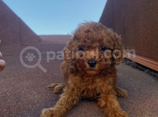 Ev Doğumlu Poodle Bebekler görsel
