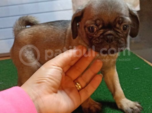 Sevi̇mli̇ Pug Yavrular görsel