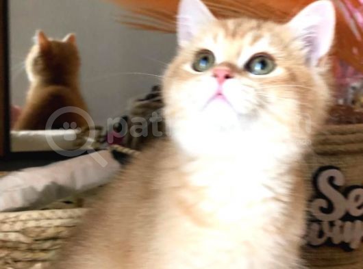 A Kalite Bri̇ti̇sh Shorthai̇r  Golden Yavrular görsel