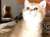 A Kalite Bri̇ti̇sh Shorthai̇r Golden  Yavrular