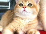 A Kalite Bri̇ti̇sh Shorthai̇r Golden  Yavrular