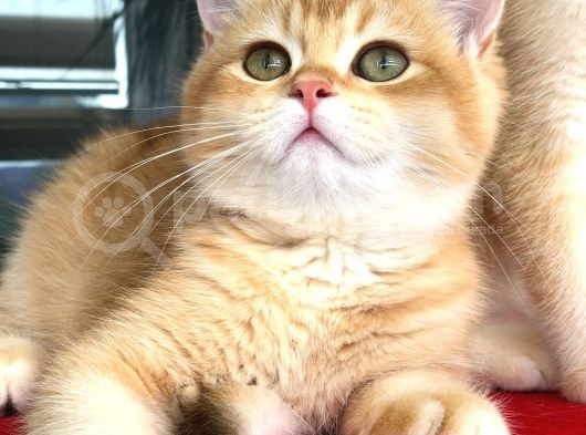 A Kalite Bri̇ti̇sh Shorthai̇r Golden  Yavrular görsel
