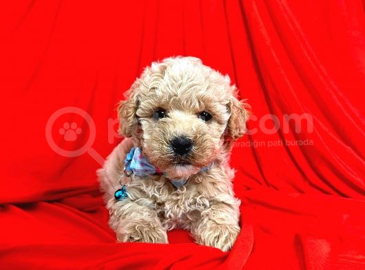 Show Düzey A Kali̇te Toy Poodle Yavrumuz görsel