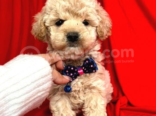 Show Düzey A Kali̇te Toy Poodle Yavrumuz