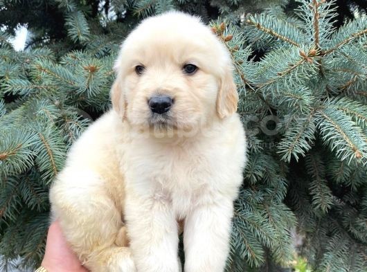 Mükemmel Güzelli̇kteki̇ Golden Retri̇ever Bebekleri̇mi̇z görsel