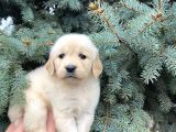 Mükemmel Güzelli̇kteki̇ Golden Retri̇ever Bebekleri̇mi̇z