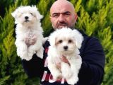 Ruhsatli Üreti̇m Çi̇ftli̇ği̇nden Maltese Terri̇er Yavrular