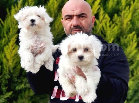 Ruhsatli Üreti̇m Çi̇ftli̇ği̇nden Maltese Terri̇er Yavrular görsel