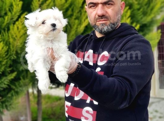 Ruhsatli Üreti̇m Çi̇ftli̇ği̇nden Maltese Terri̇er Yavrular görsel