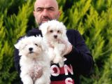 Ruhsatli Üreti̇m Çi̇ftli̇ği̇nden Maltese Terri̇er Yavrular