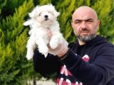 RUHSATLI ÜRETİM ÇİFTLİĞİNDEN MALTESE TERRİER YAVRULAR