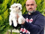 Ruhsatli Üreti̇m Çi̇ftli̇ği̇nden Maltese Terri̇er Yavrular