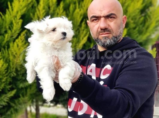Ruhsatli Üreti̇m Çi̇ftli̇ği̇nden Maltese Terri̇er Yavrular görsel