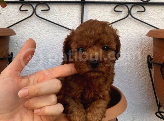 Aşılı Pasaportlu Toypoodle Bebekler görsel