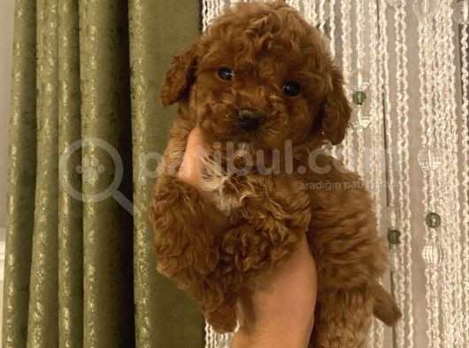 Üst Kalite Poodle Bebekler görsel