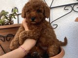 Aşılı Pasaportlu Toypoodle Bebekler