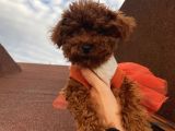 Üst Kalite Poodle Bebekler