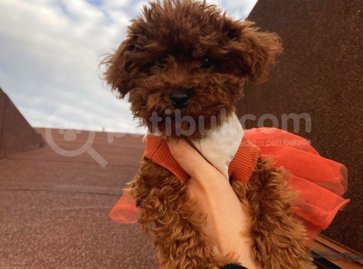 Üst Kalite Poodle Bebekler