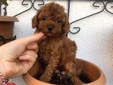 Aşılı Pasaportlu Toypoodle Bebekler