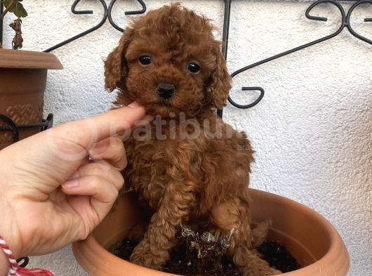 Aşılı Pasaportlu Toypoodle Bebekler görsel