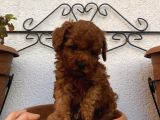 Redbrown Bebekleerr