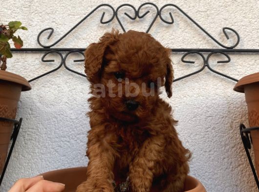 Redbrown Bebekleerr görsel