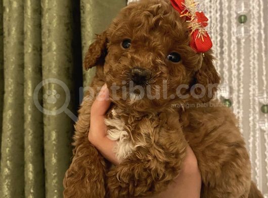 Aşılı Pasaportlu Toypoodle Bebekler
