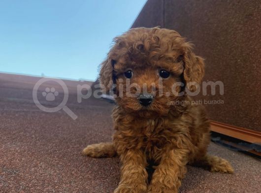 İnstagram Fenomeni Karamelin Bebekleriii görsel