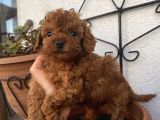 Ev Doğumlu Poodle Bebeklerimiz