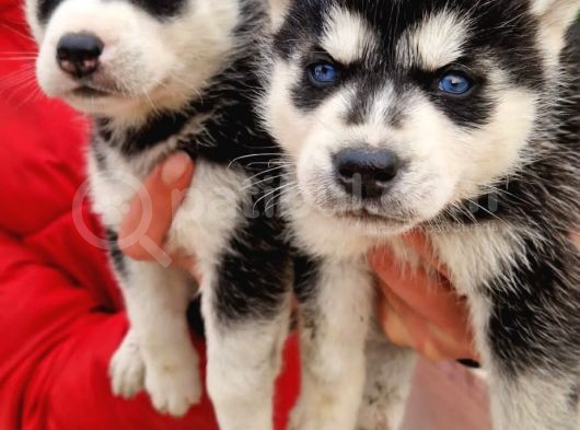 Husky Yavrular