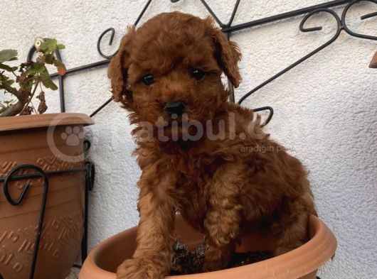 Redbrown Bebekleerr görsel