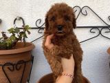 Aşılı Pasaportlu Toypoodle Bebekler