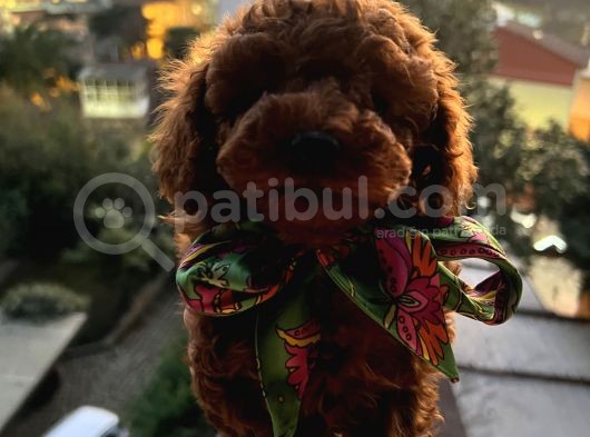 Gerçek Red Brown Toy Poodle Bebekler görsel