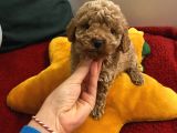 Ev Doğumlu Poodle Bebeklerimiz