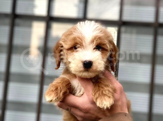 Saf Anne Babadan Erkek Ve Dişi  Malti̇poo Bebeğim görsel