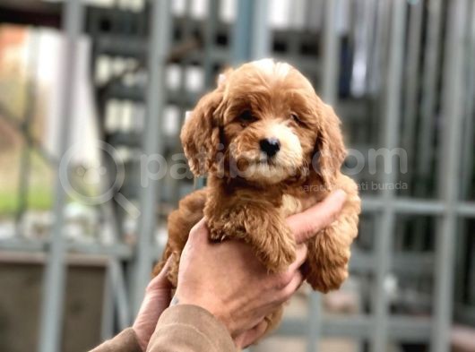 Saf Anne Babadan Erkek Ve Dişi  Malti̇poo Bebeğim görsel