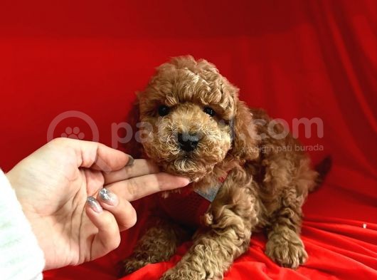 Red Brown Toy Poodle görsel