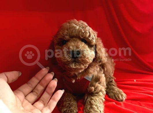 Red Brown Toy Poodle görsel