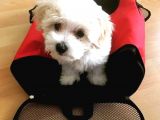 Uygun Fiyat, İstanbul'Da Elden Teslim Maltipoo Yavrumuz