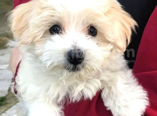 Uygun Fiyat, İstanbul'Da Elden Teslim Maltipoo Yavrumuz görsel