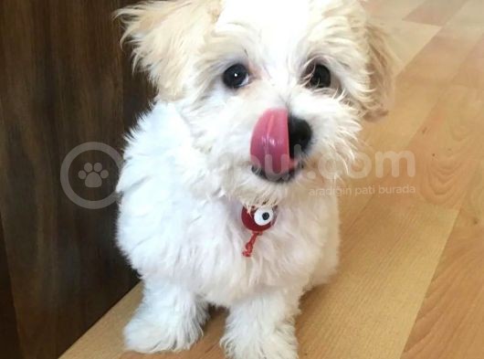 Uygun Fiyat, İstanbul'Da Elden Teslim Maltipoo Yavrumuz