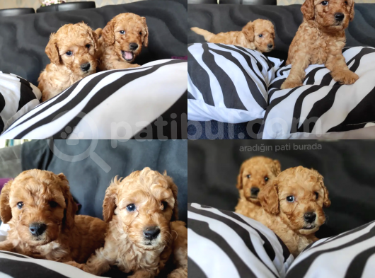 Sevimli Toy Poodle A Scr Li̇ Bebekler görsel